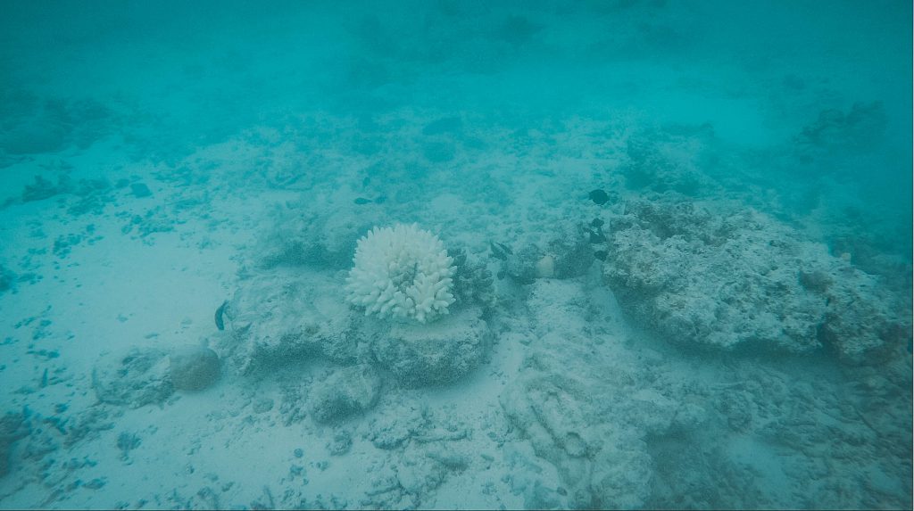ปะการัง มัลดีฟส์